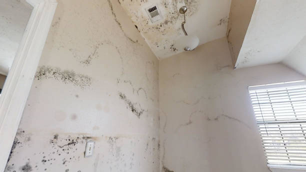 Best Mold Removal for HVAC Installations  in Los Gatos, CA