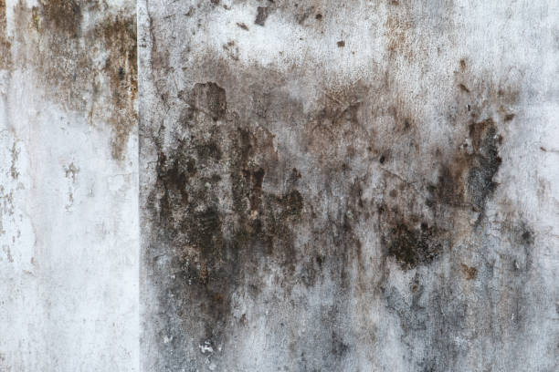 Best Commercial Mold Inspection  in Los Gatos, CA