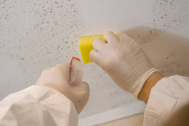 Best Mold Documentation for Insurance Claims  in Los Gatos, CA