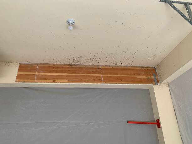 Los Gatos, CA Mold Removal Company
